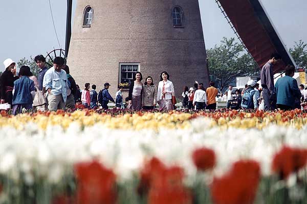 Tulip festival, Sakura, Japan